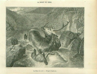 Edwin « The Naughty Boy » Gravure Par W.Finden Sur Chantier De Edwin Landseer En 1880 
