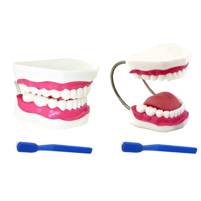 Safer and People Can Feel Free to Use Human Teeth Model No Harm to Humankind