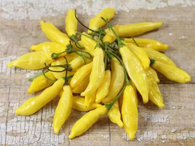 Hot Chilli Pepper Lemon Drop  20 Finest Seeds