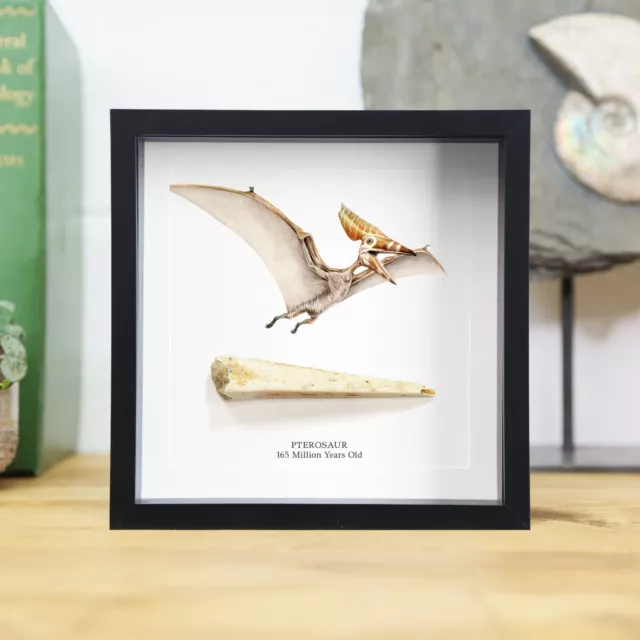 Pterosaurier Schnabel Fossil & Illustration Museum Qualitätsrahmen / Jurrasic Dinosaurier