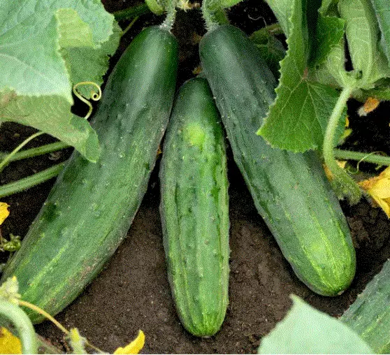 Cucumber, Spacemaster, 20-24 Fresh Organic Seeds, Heirloom, Non Gmo