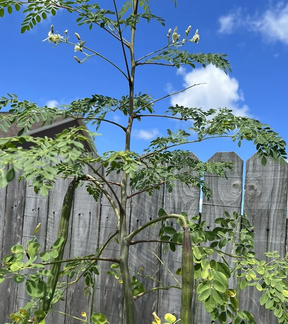 A Cup Moringa TREE Live Plant  4-7” TREE OF LIFE FRESH Food Forest Permaculture