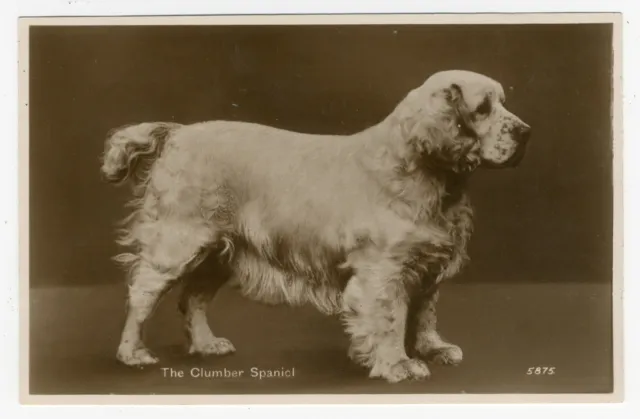 Clumber Spaniel Vintage Valentines Issue Old Dog Photo Postcard