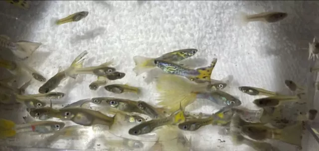 10+1 Fancy Mixed Guppy FRY Home Tank Raised Freshwater Aquarium Live Fish 10+1 Fancy Mixed Guppy FRY Home Tank Raised Freshwater Aquarium Live Fish