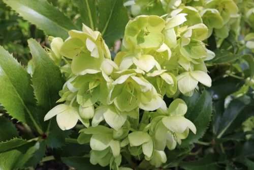 Helleborus argutifolius  -Corsican Hellebore X 20 SEEDS Hardy Perennial