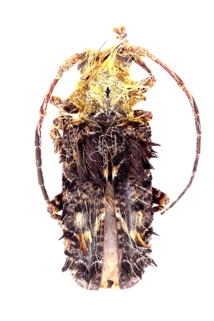 Cerambycidae Sp., Sep030 21Mm (Body) Col Let