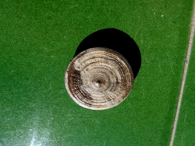 Fosiles Moluscos " Excepcional Coral  Cunnolites De Marruecos  -  2A23 "