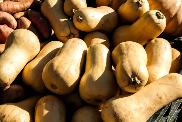 20 Graines non traitées de COURGE, BUTTERNUT, sans produit de traitement.