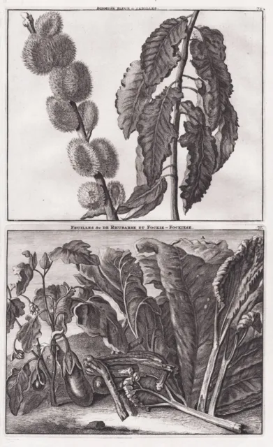 Rhabarber musk tree Botanik botany rhubarb botanical engraving Kupferstich 1718