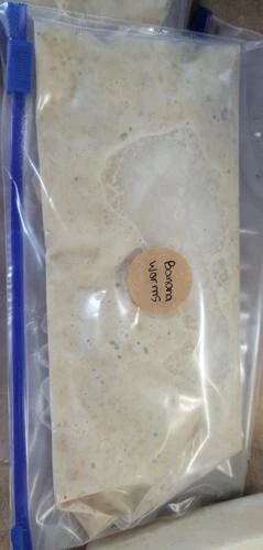 Banana Worm Starter Culture - Half a Sandwich Bag