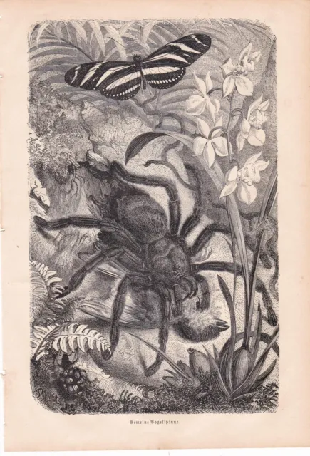 Schöner Original Holzstich von 1879 : Gemeine Vogelspinne