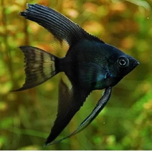 Black Angelfish LIVE FISH Read Description