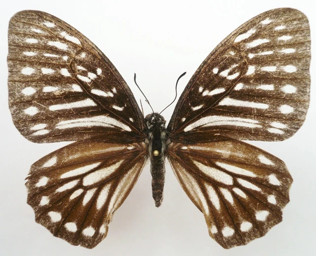 Graphium Felixi Female From Biak Isl. +Rare+