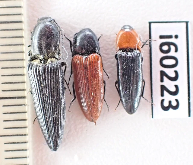 i60223. Elateridae sp. Vietnam North.