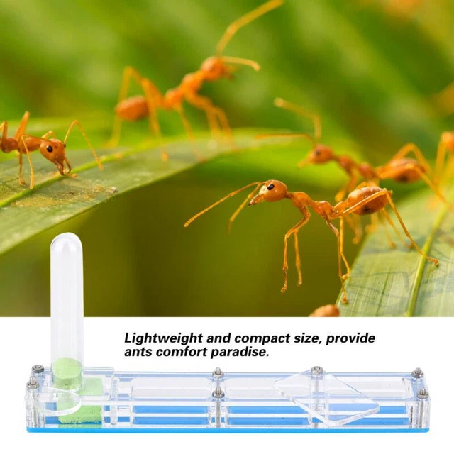 Ant Breeding House Formicarium Box Water Tower Display - Acrylic