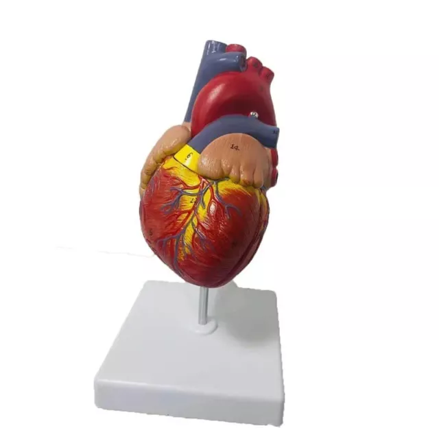 Human Heart Anatomy Model 1:1 Lifesize Medical Science Teaching Resources Kit