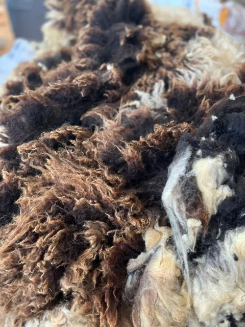 Jacob, Hebridean, & Ryeland Raw Wool Fleece for Spinning, Felting, Weaving, Nest