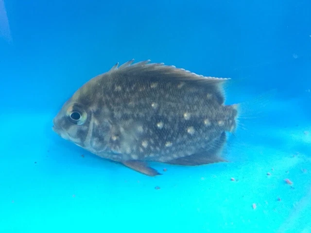 Uaru cichlid 1.5-2" in length - live tropical fish