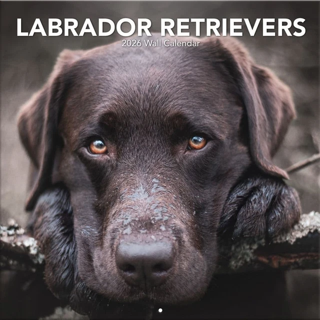 TURNER LICENSING, Labrador Retreivers Photo 2026 Wall Calendar, 12'' X