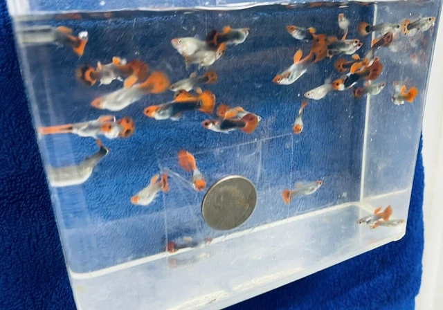 6 Live Male Red Tuxedo Koi Guppy Livebearers Freshwater Aquarium Tank Fish