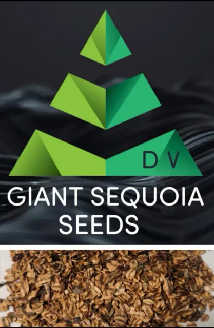 Giant Sequoia Tree Seeds x50  Sequoiadendron Giganteum  Redwoods