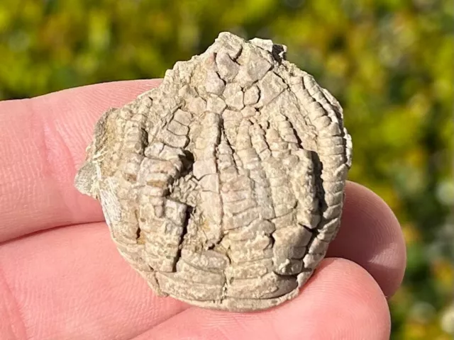 Alabama Fossil Crinoid Zeacrinus wortheni Bangor Limestone Formation