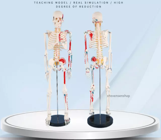 Human skeleton anatomical model Life Size 85cm half side muscle bone teaching