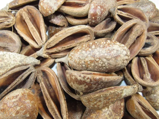 DRIED PEAR HALVES pods crafts floral vase arrangements potpourri botanicals new