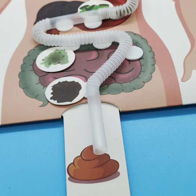 2 Sets Human Anatomy Model Poster Digestive System Mannequin Mannequins Toy
