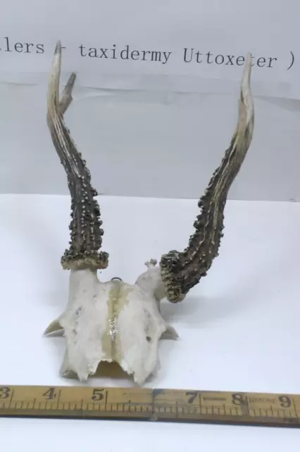 Roe Deer Antlers on Skull  / Freak of Nature/HOME WALL DECOR / Taxidermy