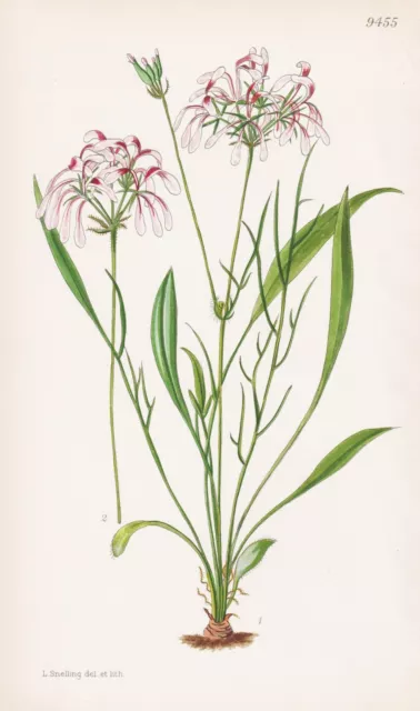 Pelargonium Andrewsii South Africa Botanik flower botany lithograph Curtis 9455