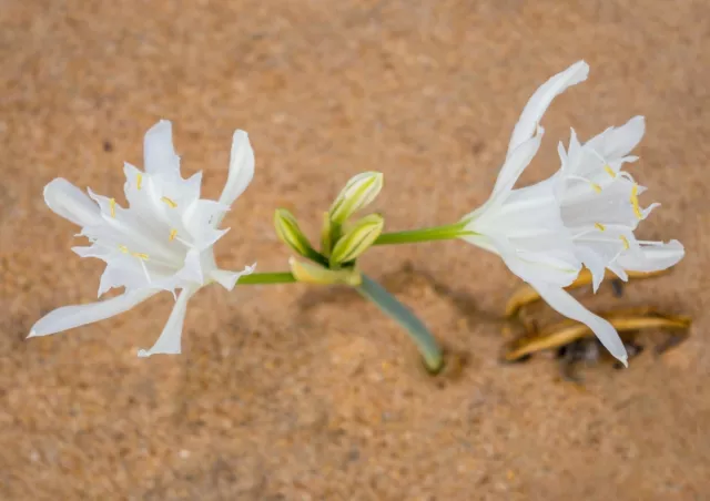 Pancratium Maritimum Lirio Planta de México Arancio Mar (10 semi seeds Semillas)