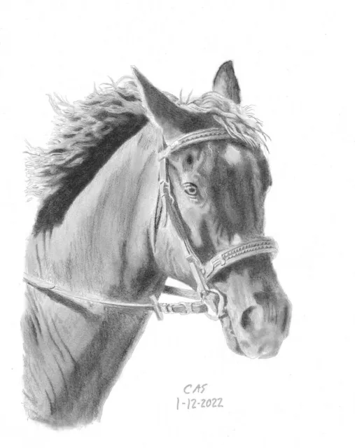 Black Horse Art Original Graphite Pencil Sketch 11”x14” 