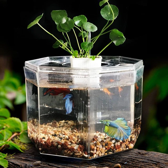 Aquarium Acrylic Four Splits Betta Fish Tank with Basket Plant Big Size 4 rooms