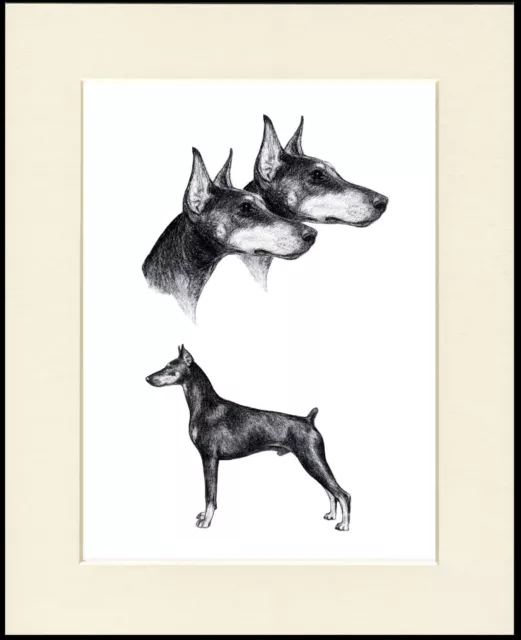 Doberman Pinscher Lovely Dog Sketch Print Mounted Ready To Frame