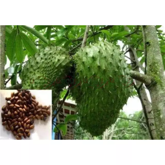 Soursop 300+ Seeds, Annona muricata Guanabana Graviola Fruit Seeds ceylon 2