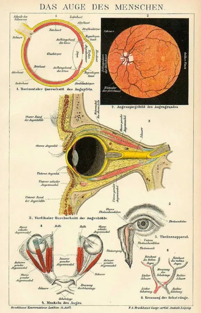 AUGE Augapfel Iris Augenarzt Augenheilknde Optiker LITHOGRAPHIE von 1906
