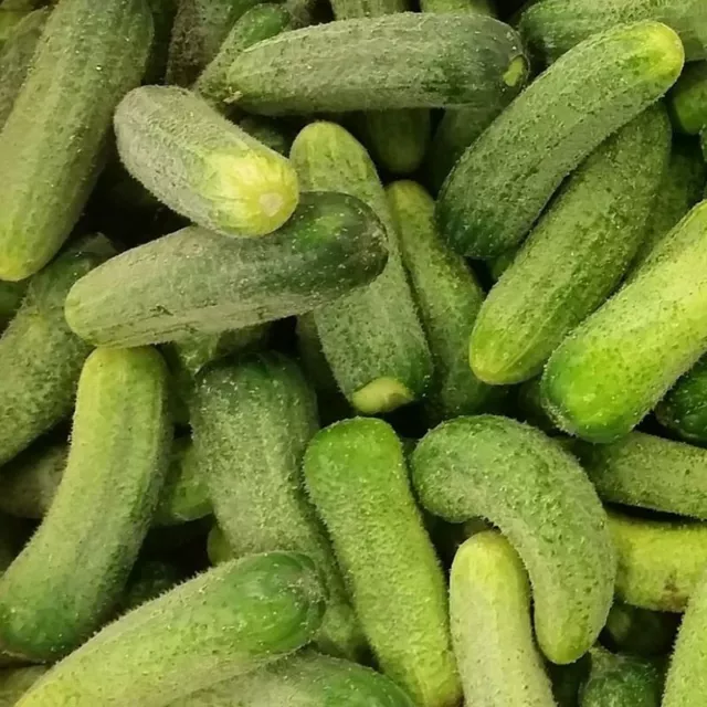 Gurke Vert Petit de Paris Cucumber 10+ Samen - Saatgut - Seeds - Graines  Cu 033