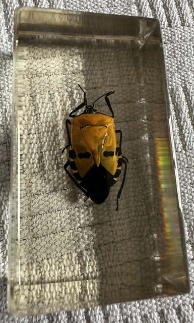 TAXIDERMY REAL BUGS / Insects In Clear Acrylic Block Resin Small ...