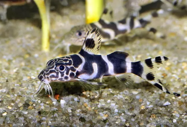 Synodontis Zebra Hybrid Catfish 4cm