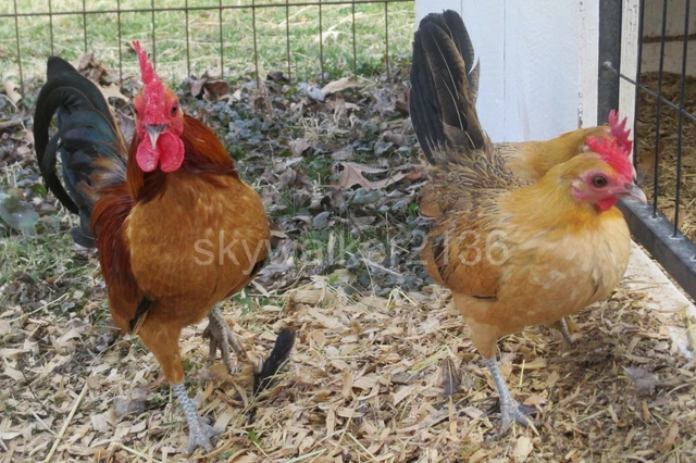 10+ Rare Variety GINGER RED Old English BANTAM chicken fertile hatching eggs