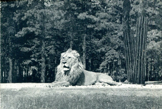 CPA - Parc zoologique de Vincennes - Un lion sur son plateau