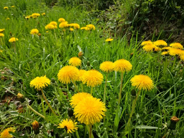 4000 Samen Löwenzahn Taraxacum officinale essbar Bienenweide Nektar Blumen Biene