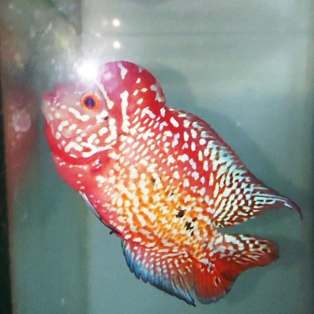 Kamfa Full Red Cute Mini Size Big Head White Pearl Color F1 Kamfa Flowerhorn