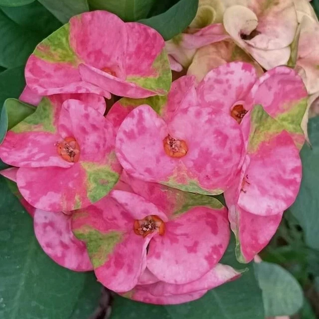 CROWN OF THORNS Thai Hybrid Setthiphraramsong Euphorbia Milii Christ