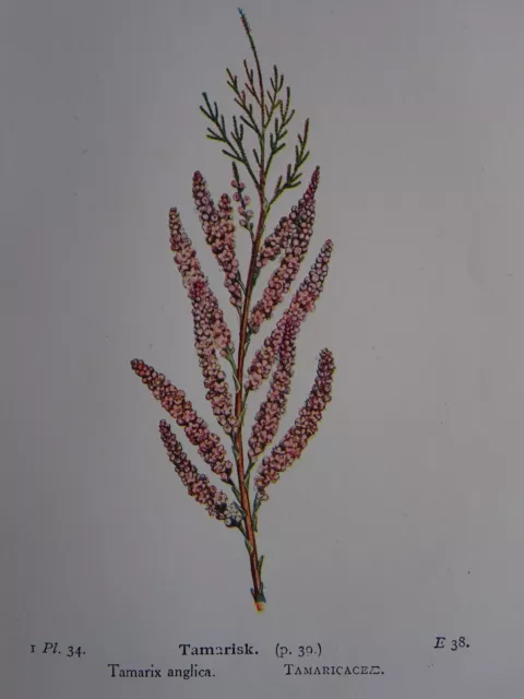 Originaldruck MAISSPURREY / TAMARISK britische Wildblumen 1941 3