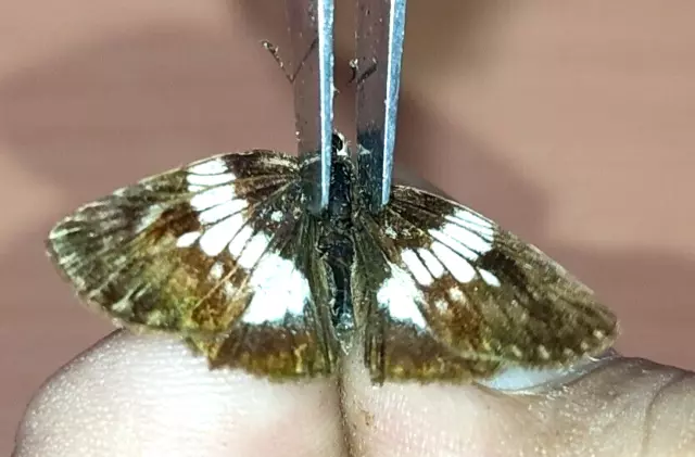 LEPIDOPTERA Hesperiidae specie     N°A280    FROM PERU