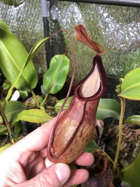 Nepenthes Mirabilis Var Globosa X Hamata Tip Cutting