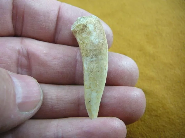 (f510-7) 1-1/8" Enchodus Saber toothed Herring fish tooth Fossil I love fossils