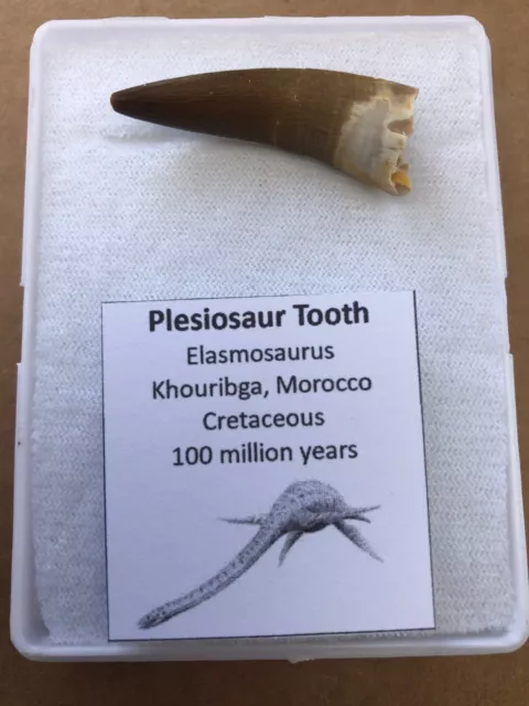 Plesiosaur Tooth Fossil Genuine 100 % UK Seller